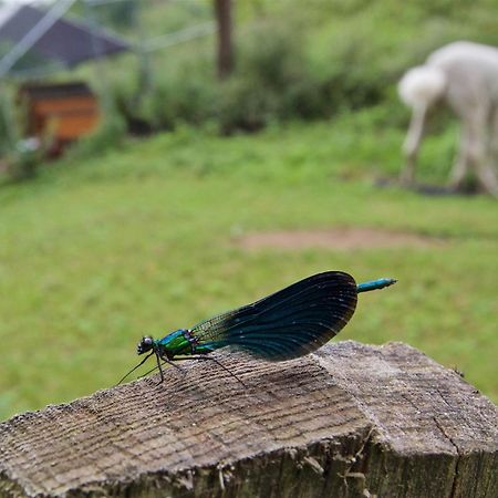 Posada Pet Friendly El Molino De Cantabria Entrambasaguas Kültér fotó