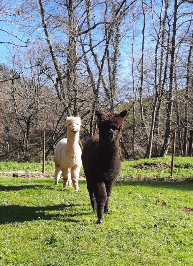 Posada Pet Friendly El Molino De Cantabria Entrambasaguas Kültér fotó